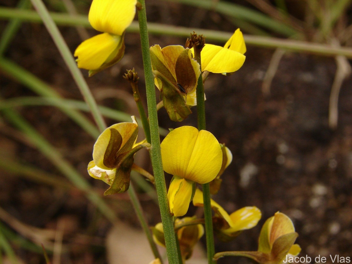 Crotalaria albida B.Heyne ex Roth